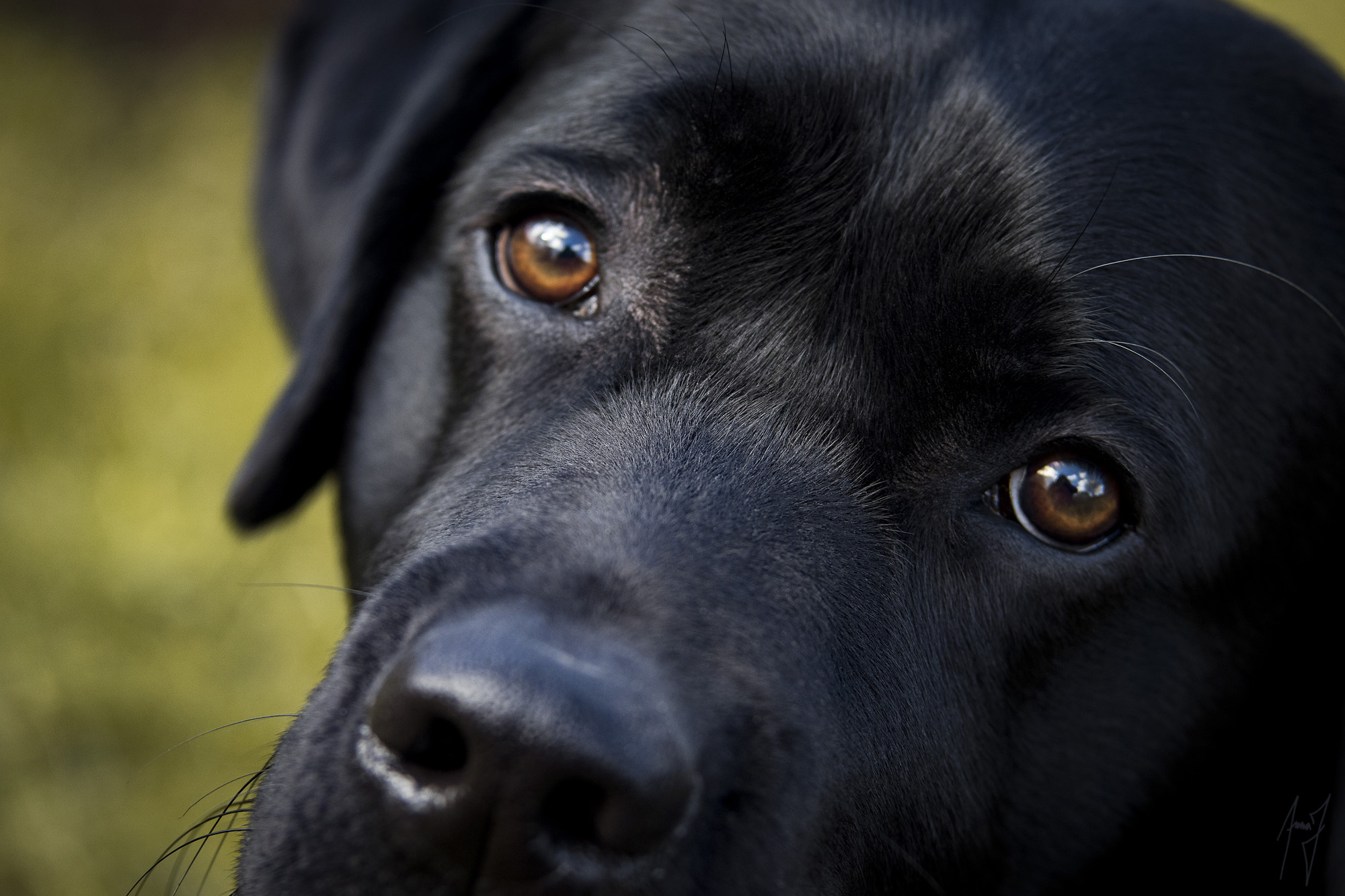 Hund